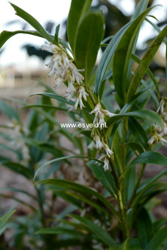 Sarcococca saligna