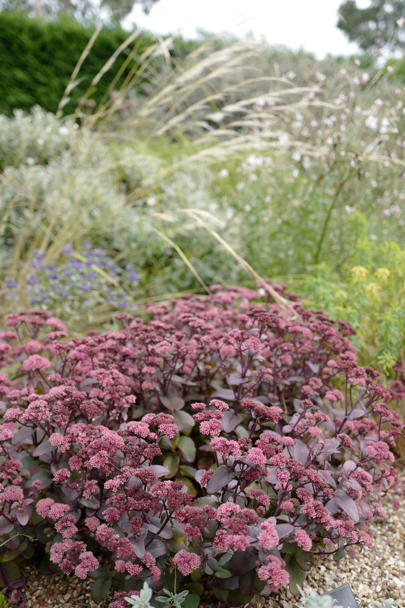 Sedum telephium 'Karfunkelstein'