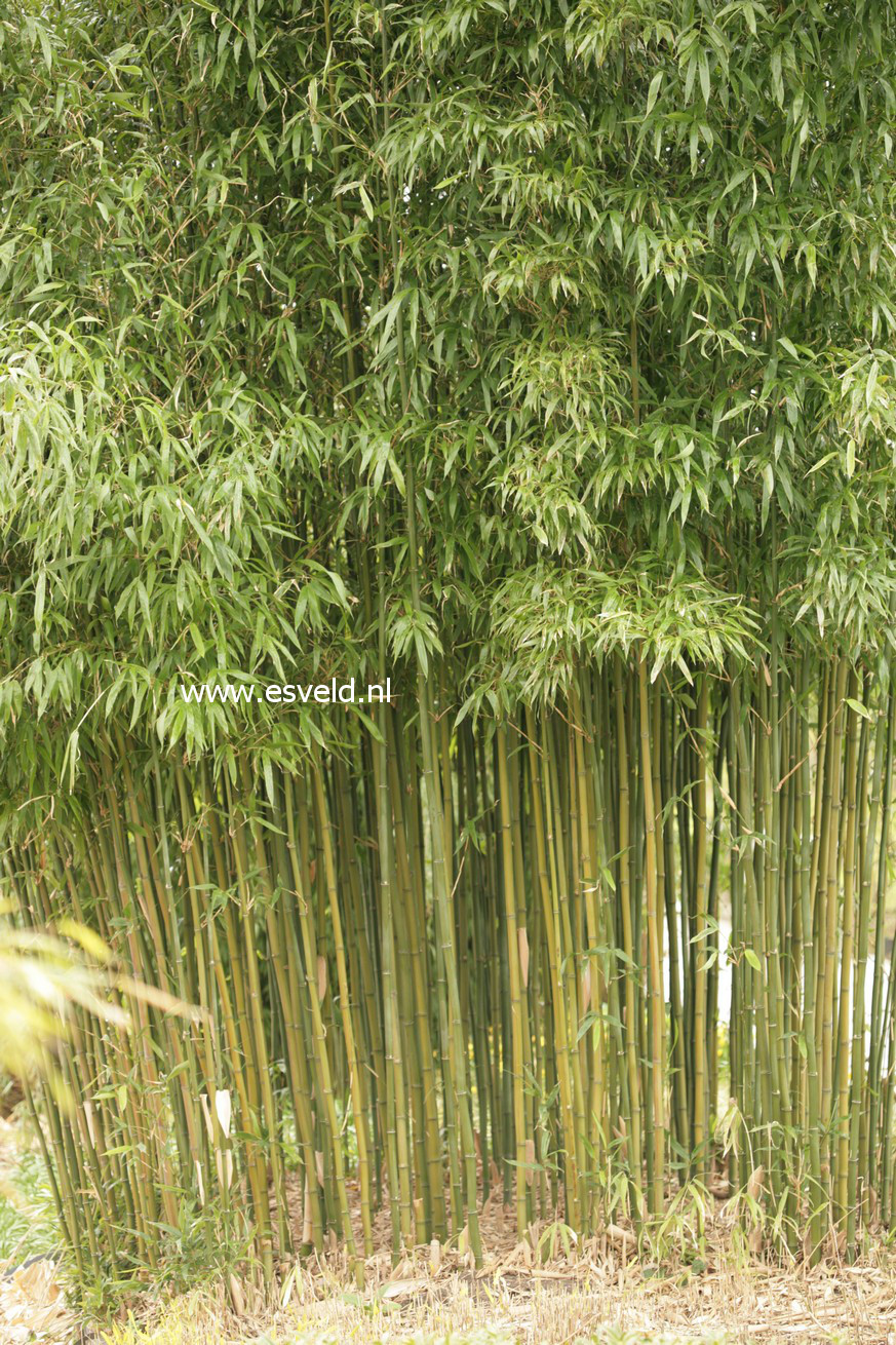 Semiarundinaria fastuosa