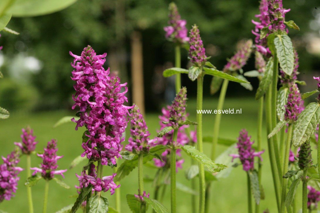 Stachys monnieri 'Hummelo'