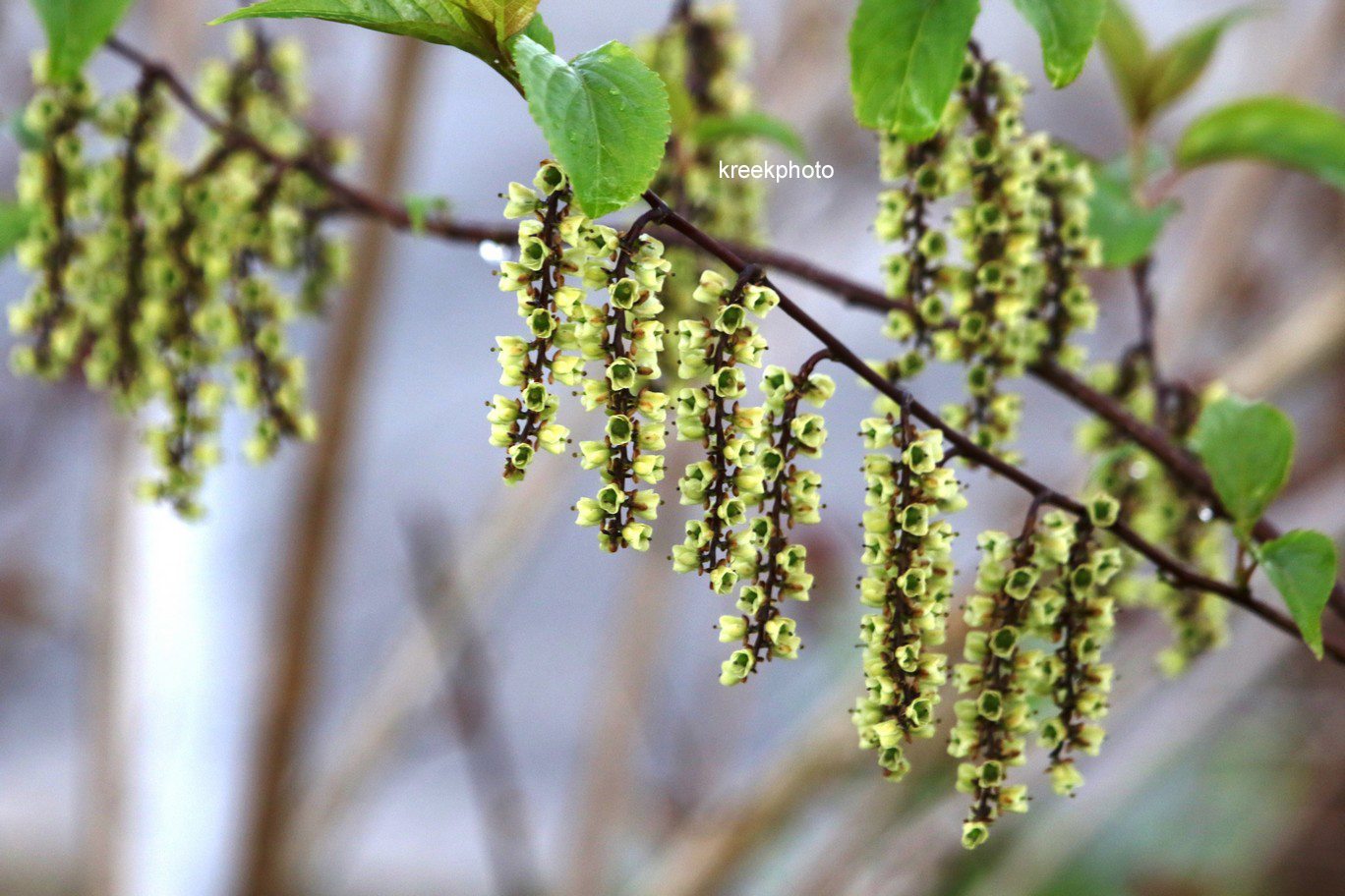 Stachyurus chinensis 'Wonderful Image'