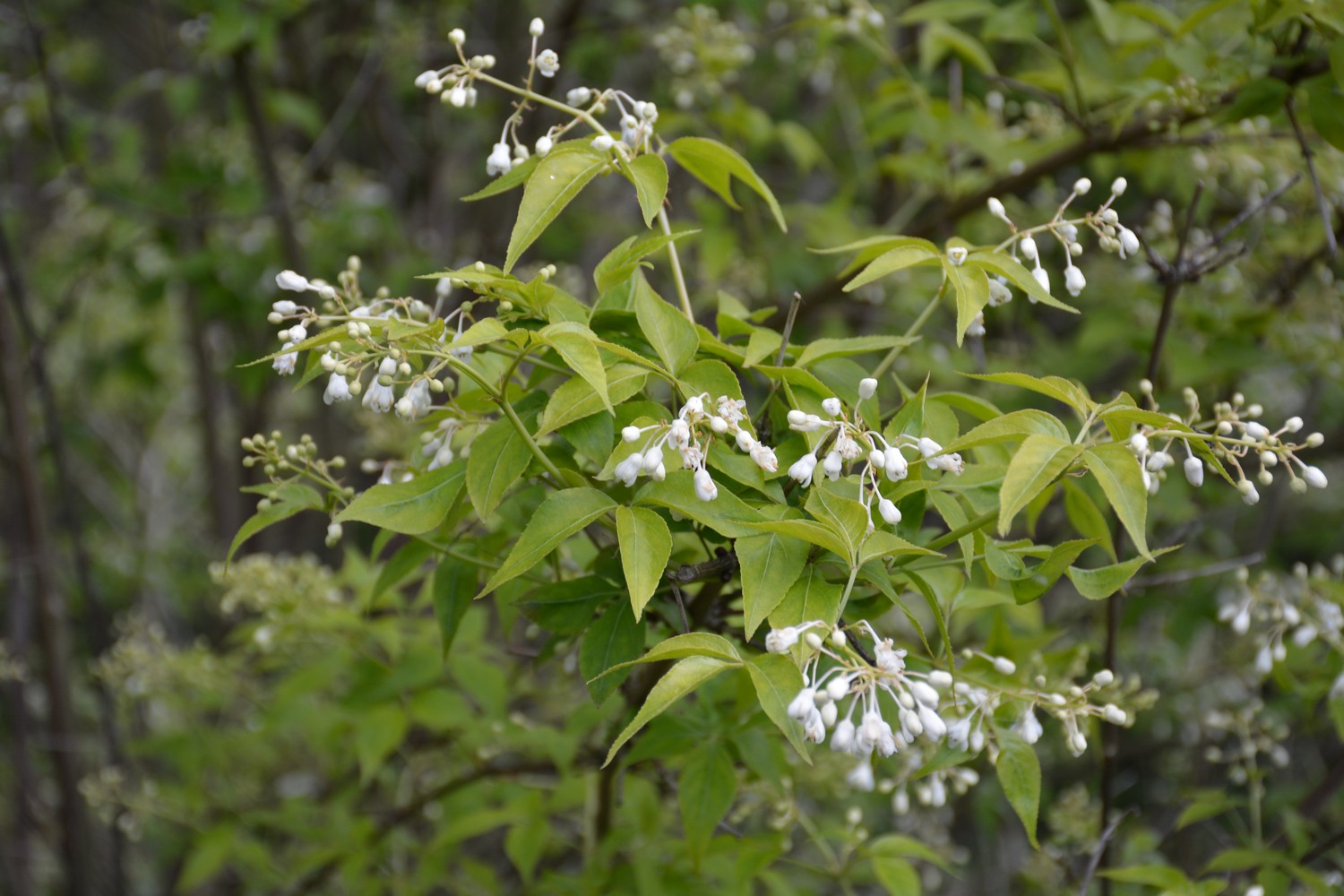 Staphylea trifolia