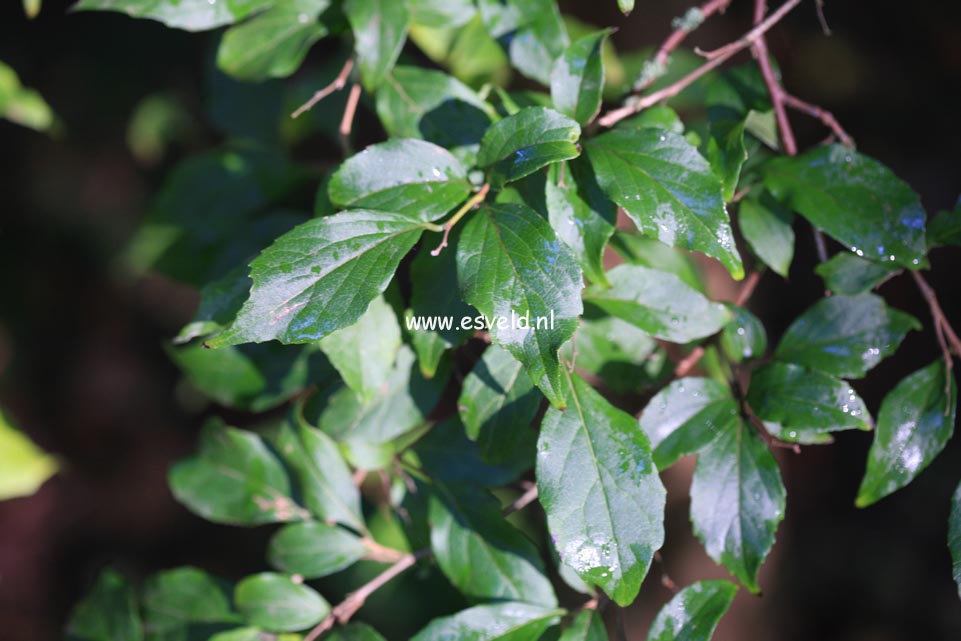 Styrax formosanus var. formosanus
