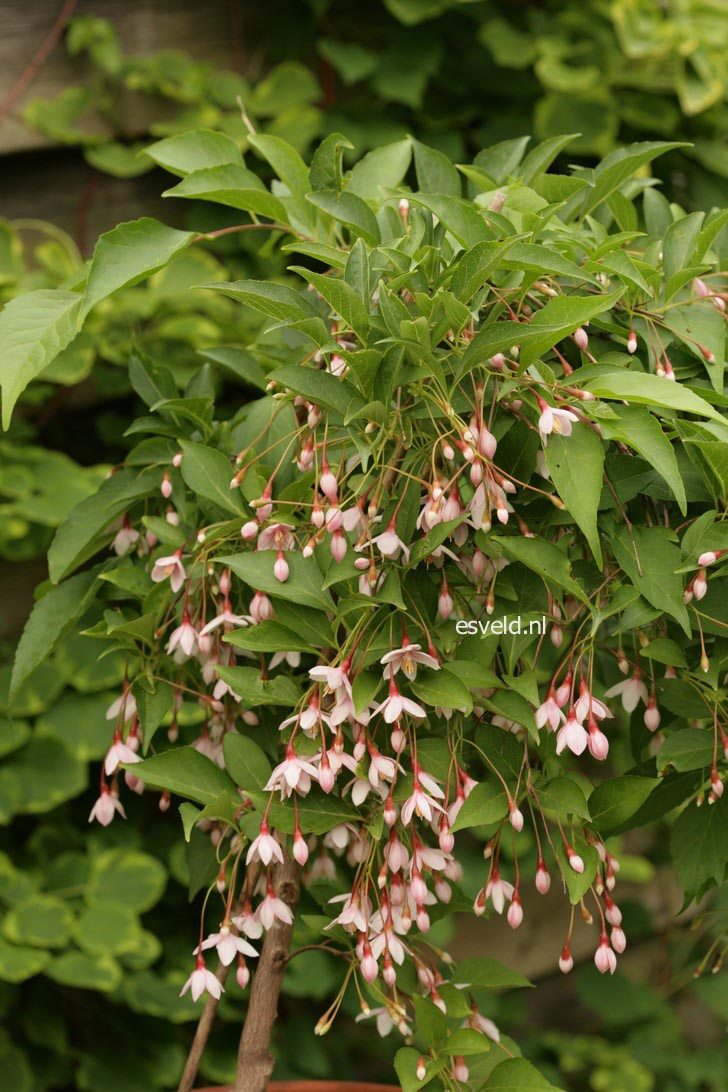 Styrax japonicus 'Pendulous Pink Chimes'