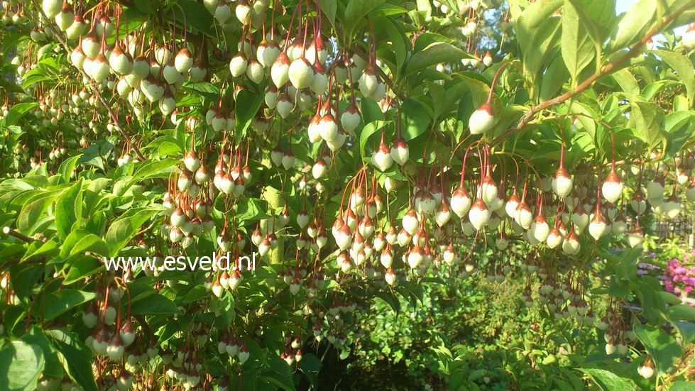 Styrax japonicus 'Peter Pan'