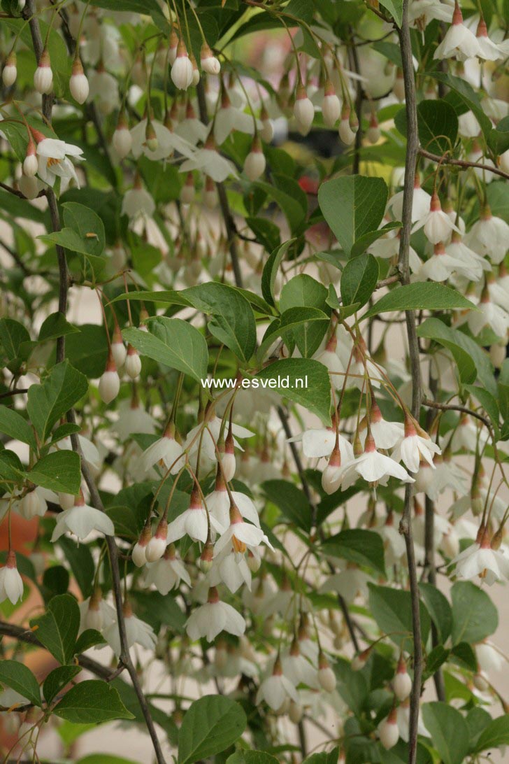 Styrax japonicus f. pendulus