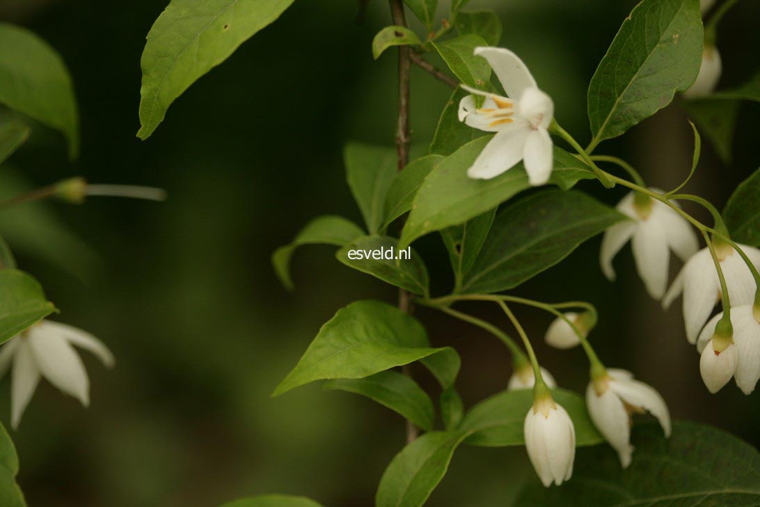 Styrax wuyuanensis