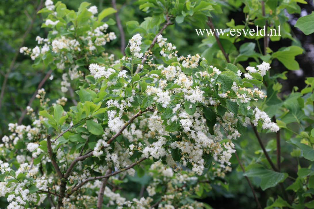 Symplocos paniculata