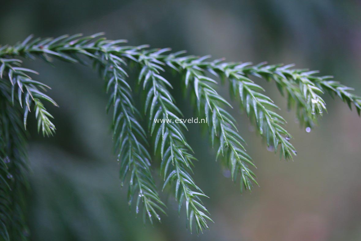 Taiwania cryptomerioides