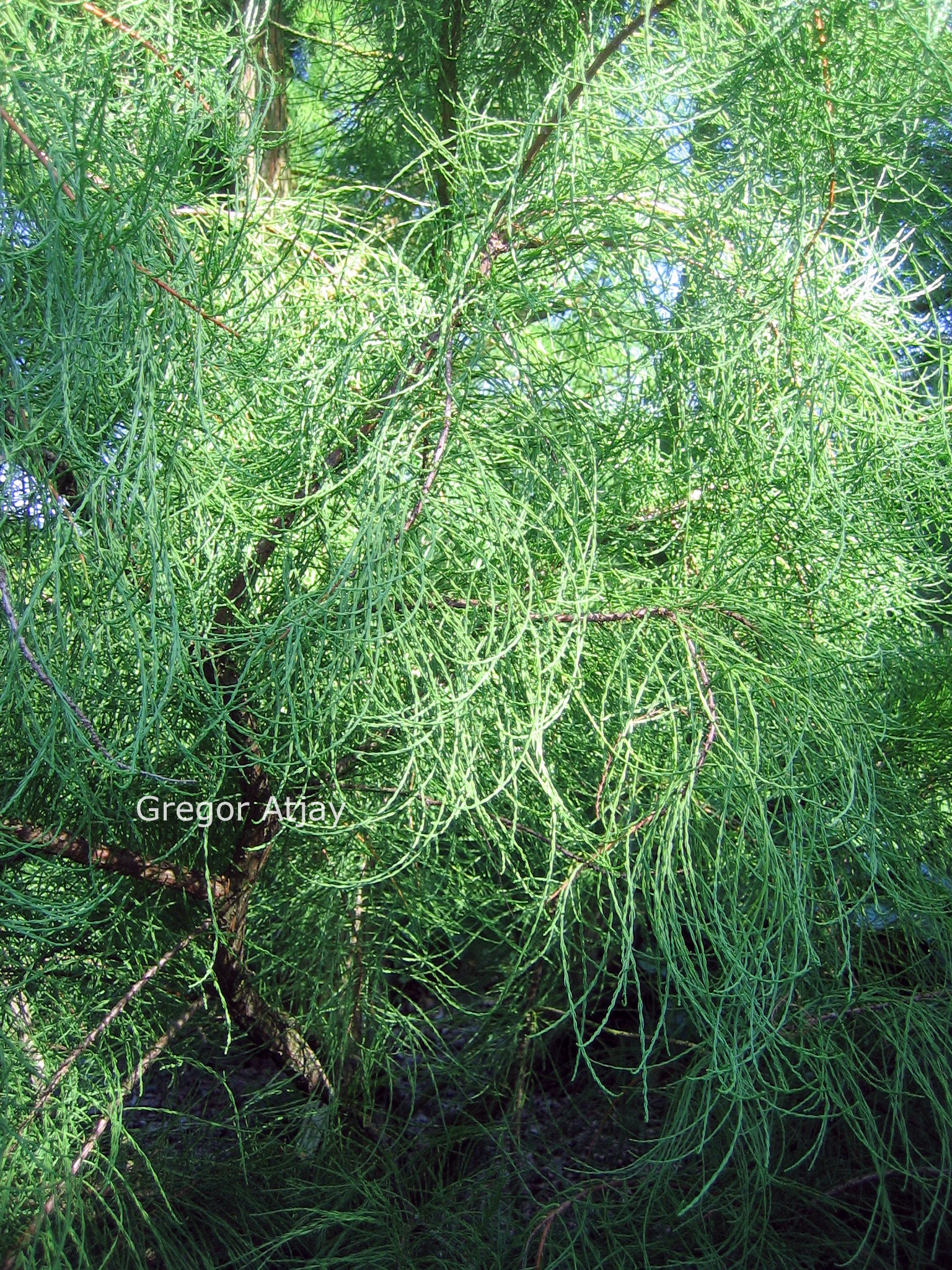 Taxodium distichum 'Nutans'