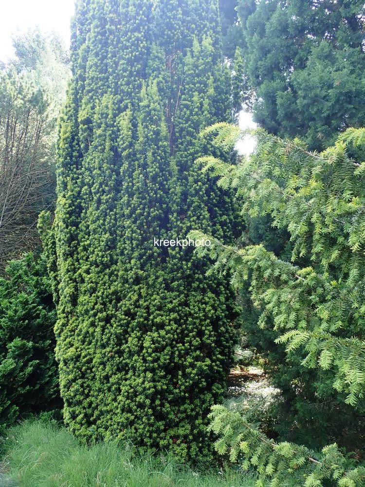 Taxus baccata 'Fastigiata Aurea'