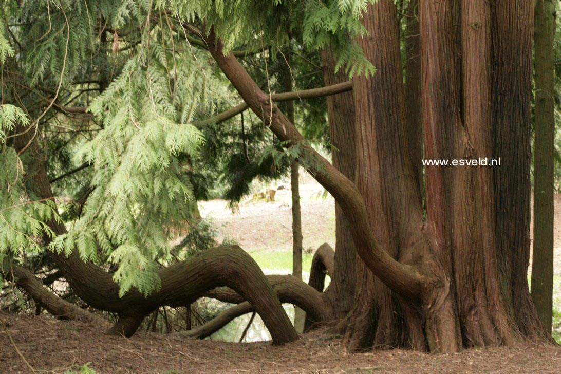 Thuja plicata