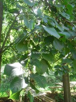 Tilia cordata