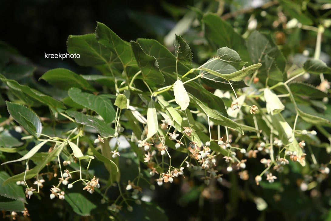 Tilia europaea