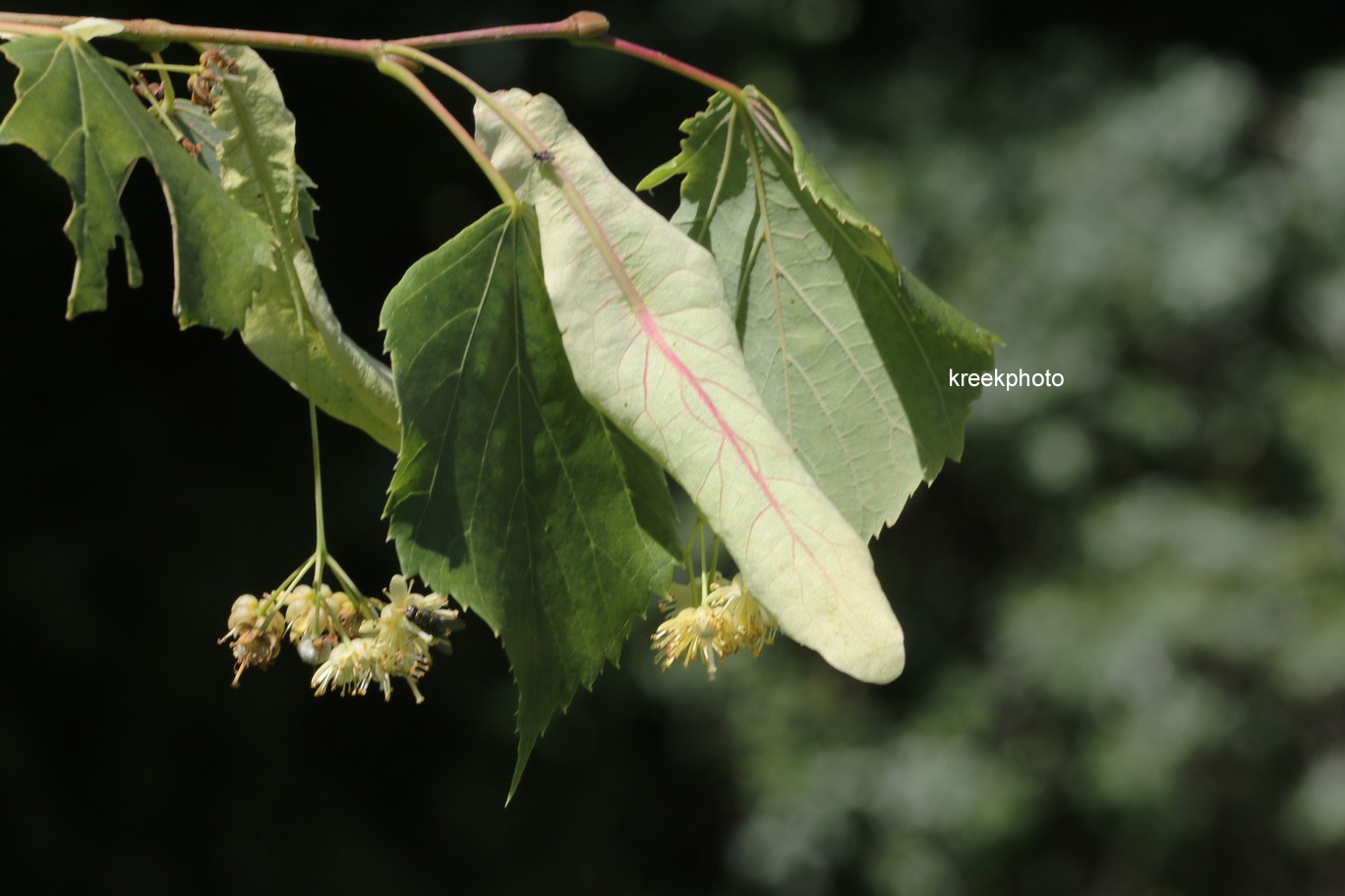 Tilia platyphyllos