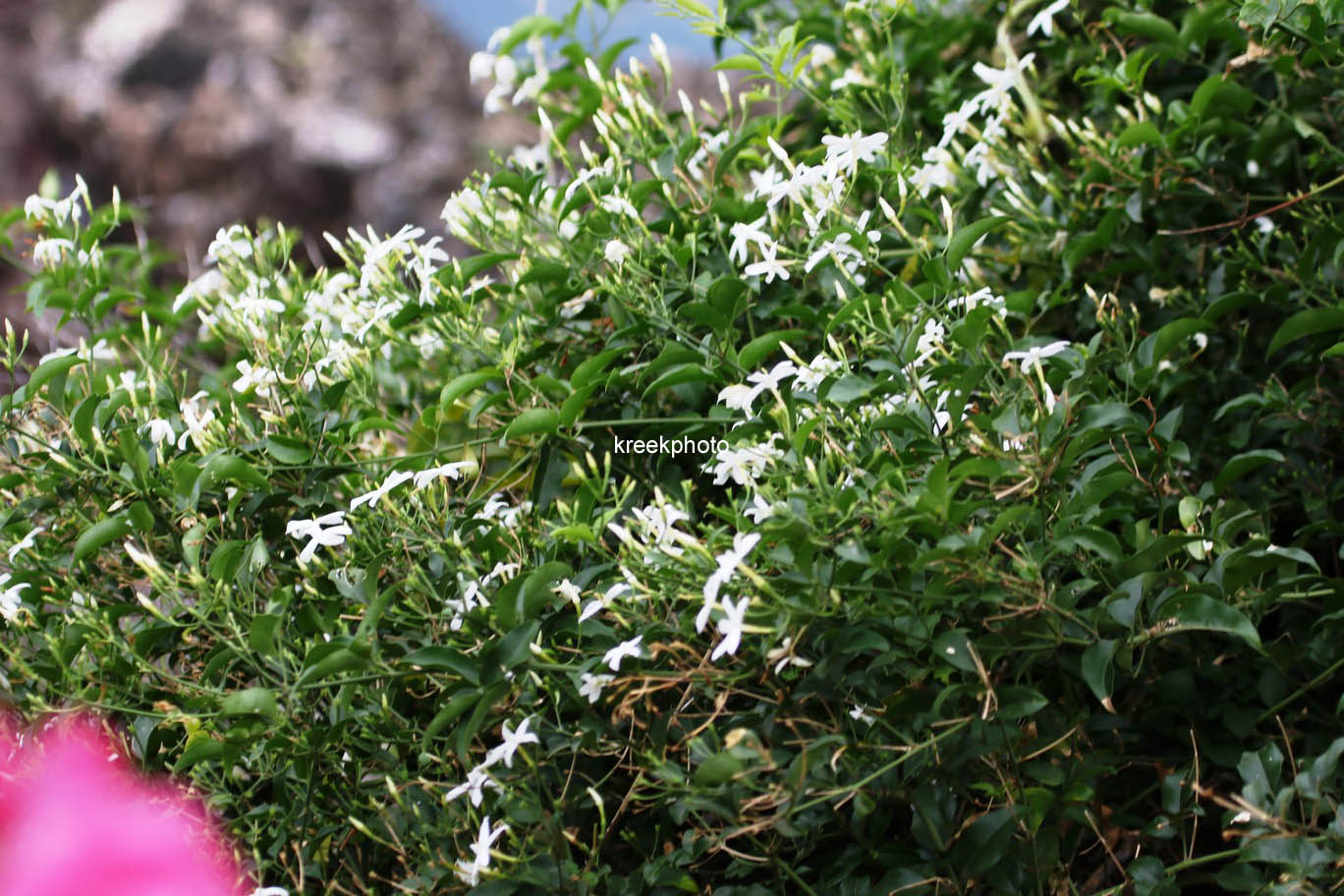 Trachelospermum jasminoides