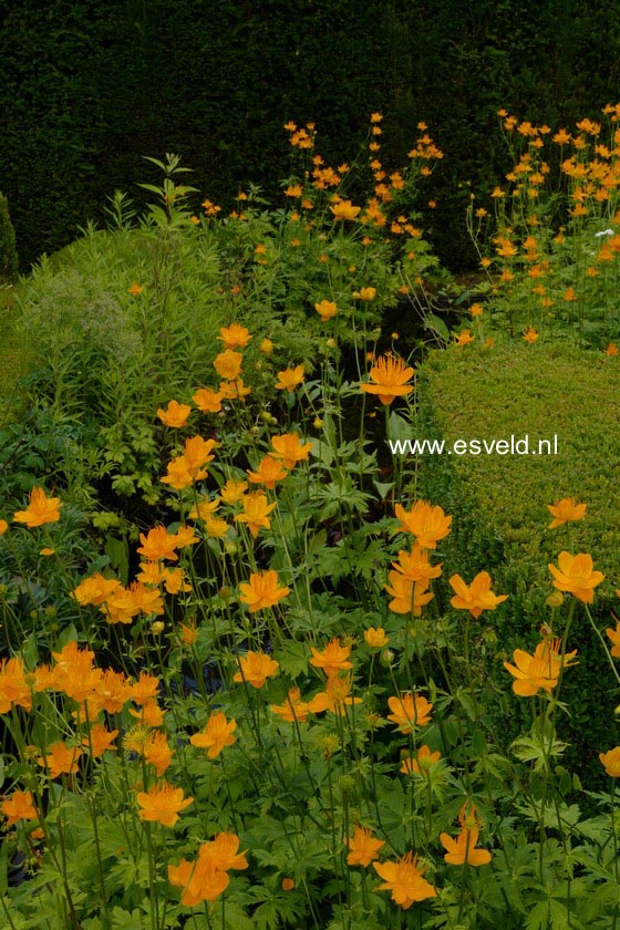 Trollius chinensis 'Golden Queen'