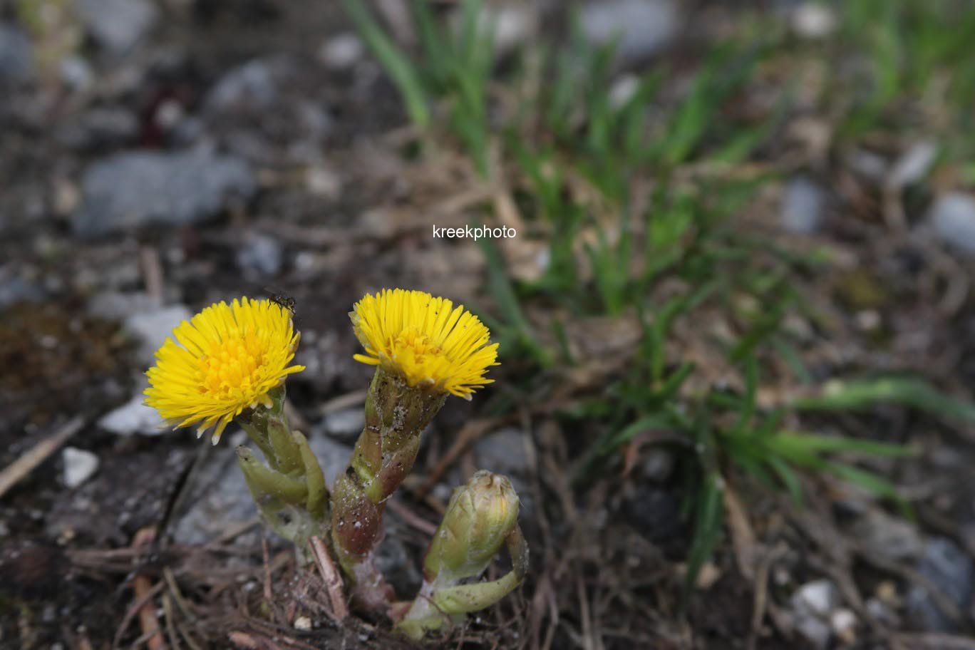 Tussilago farfara