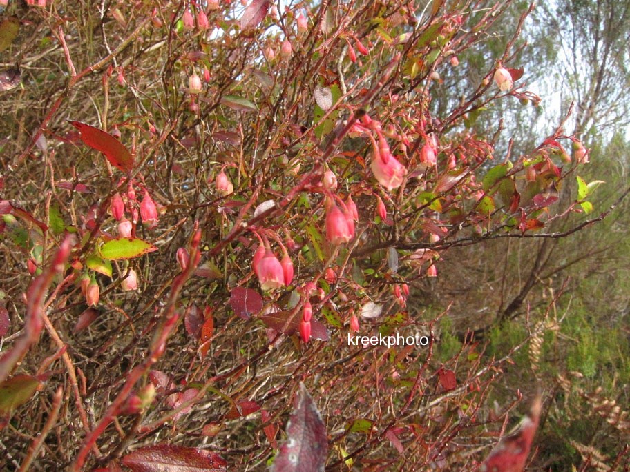 Vaccinium padifolium