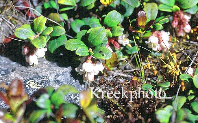 Vaccinium vitis-idaea