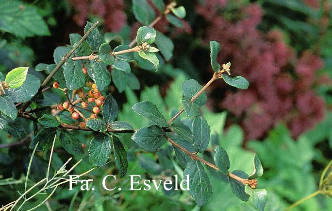 Viburnum burkwoodii 'Compact Beauty'