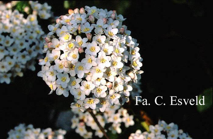 Viburnum burkwoodii 'Park Farm Hybrid'