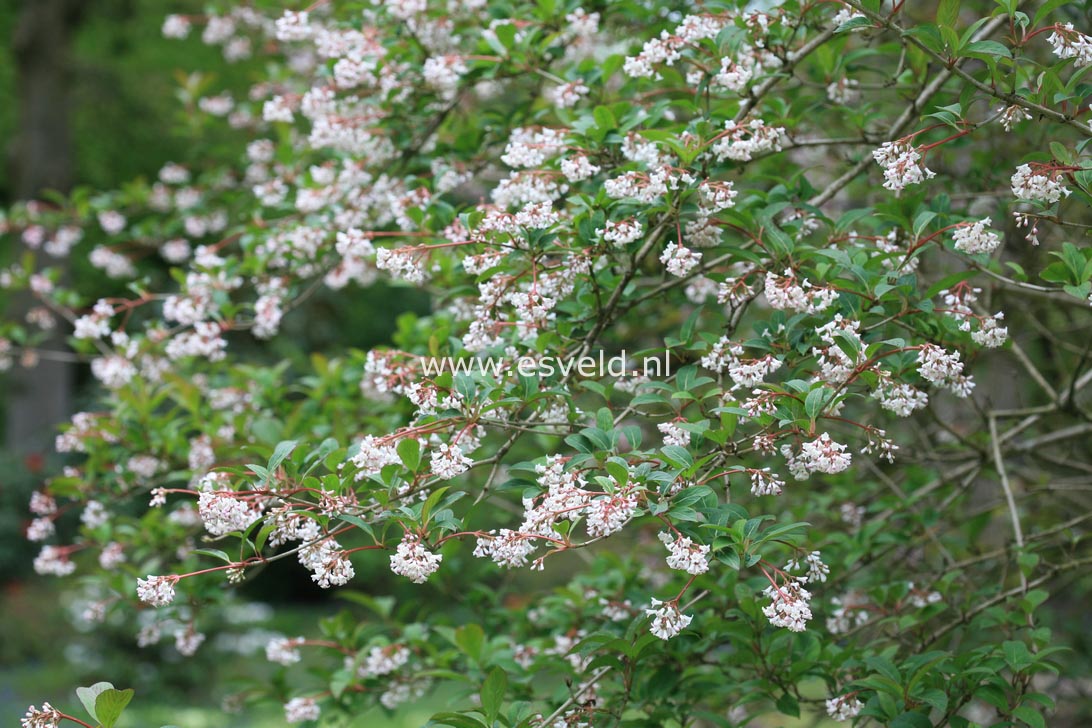Viburnum chingii