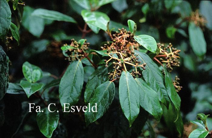Viburnum cylindricum