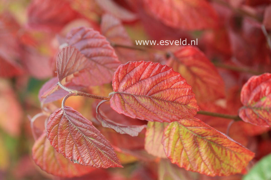 Viburnum dentatum 'Morton' (NORTHERN BURGUNDY)