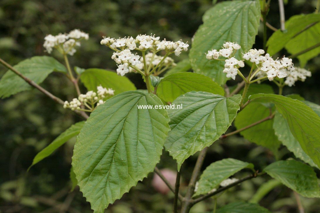 Viburnum dentatum