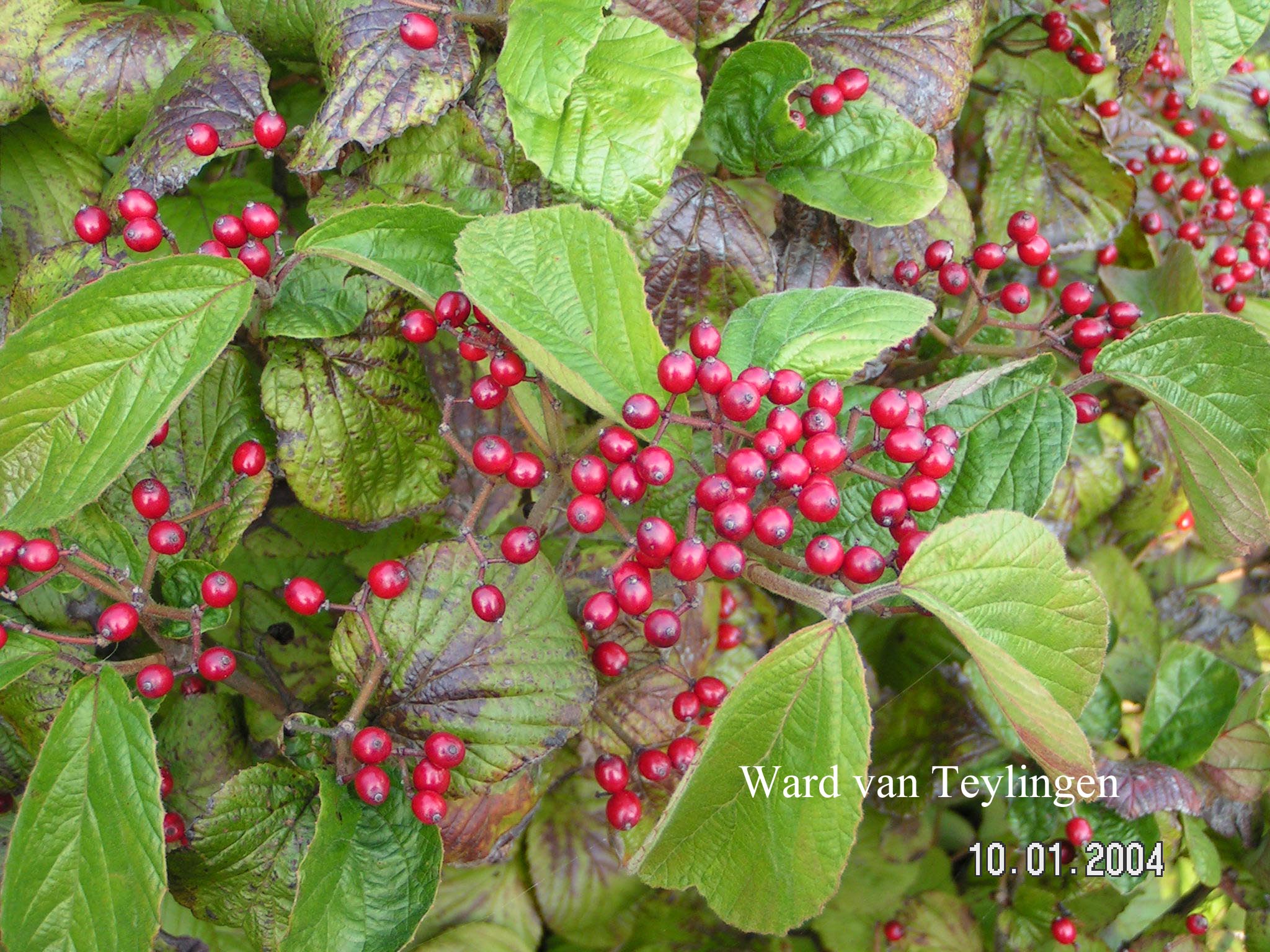 Viburnum dilatatum var. hispidum