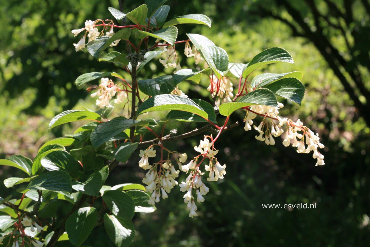Viburnum erubescens gracilipes