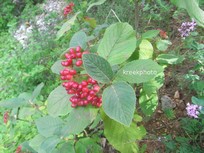 Viburnum lantana