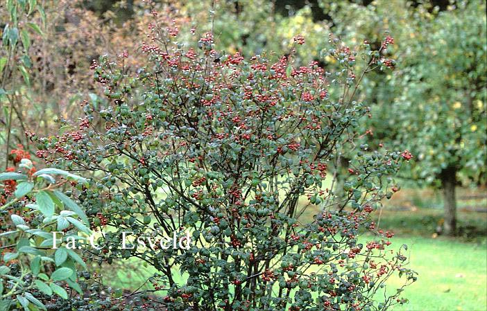 Viburnum lobophyllum