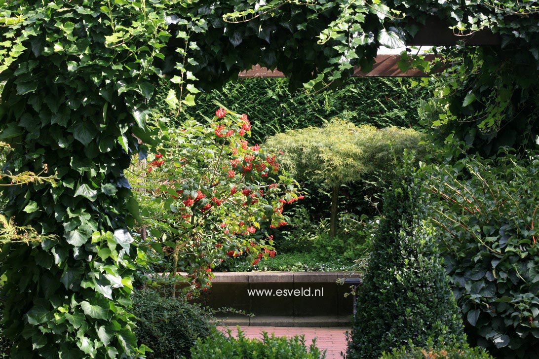 Viburnum opulus 'Compactum'