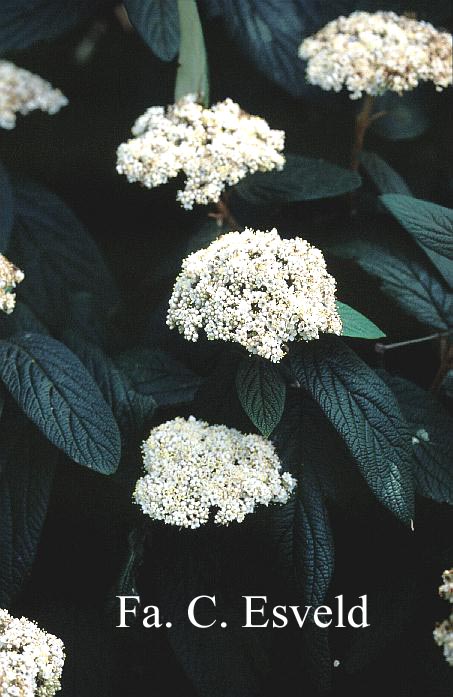 Viburnum rhytidophyllum 'Dart's Duke' (INTERDUKE)