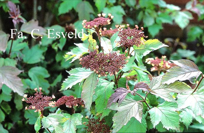 Viburnum sargentii 'Onondaga'