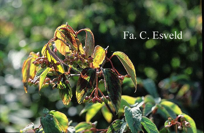 Viburnum setigerum 'Aurantiacum'