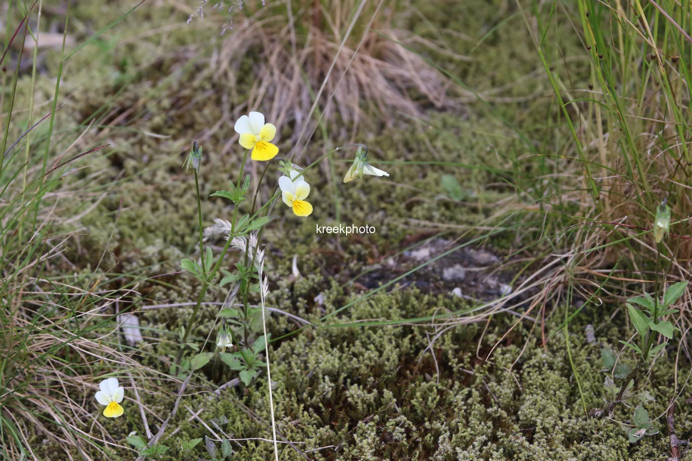 Viola cornuta