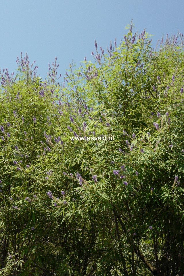 Vitex agnus-castus