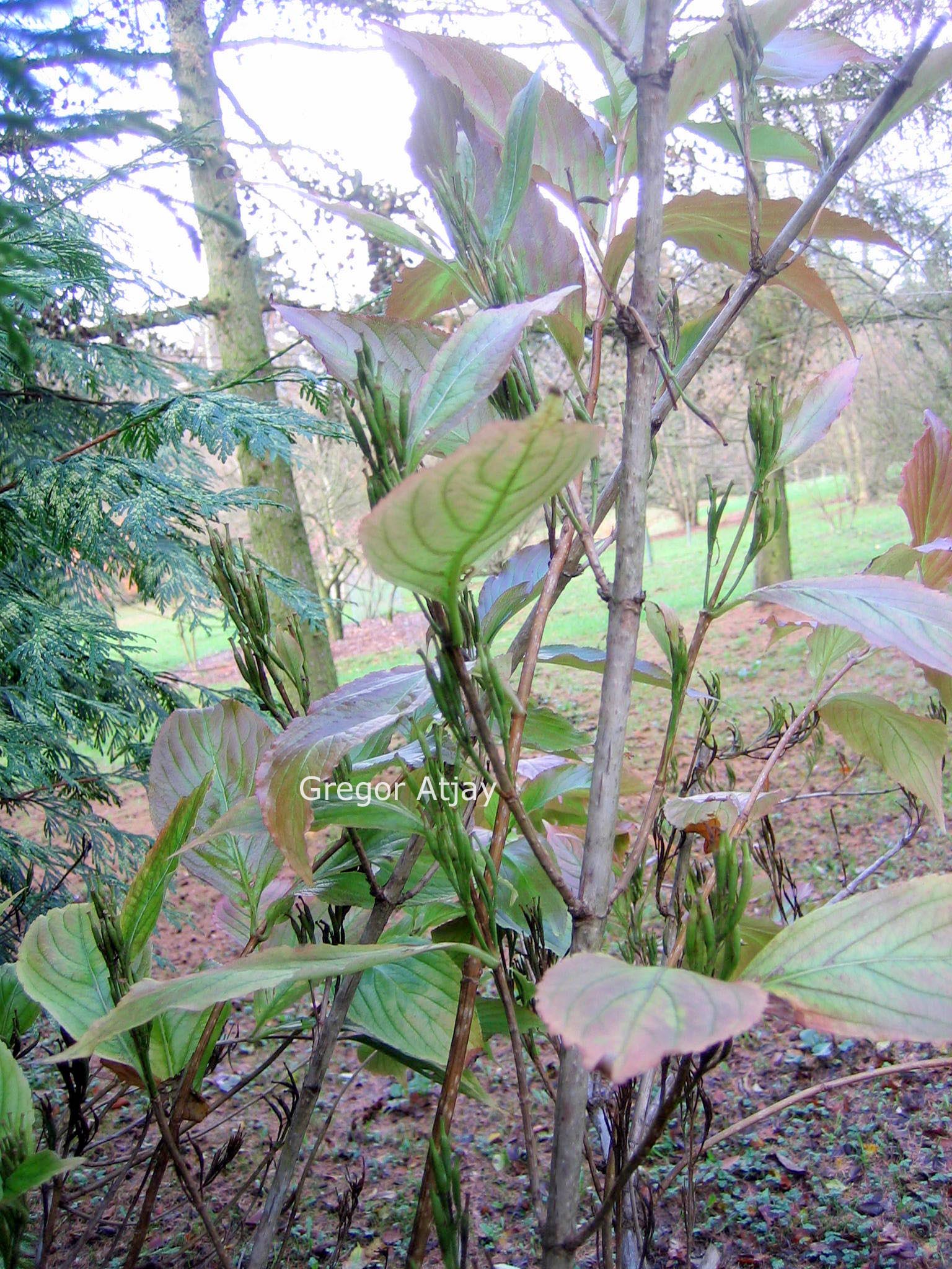 Weigela coraeensis