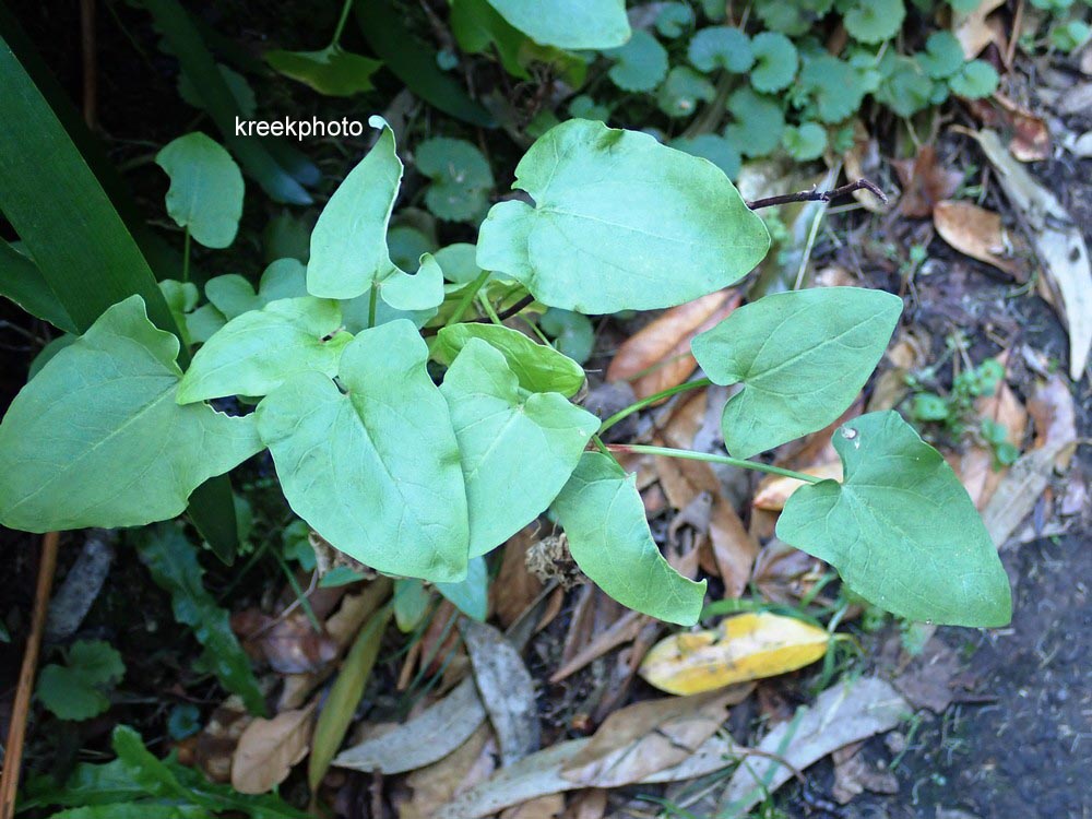 Zantedeschia aethiopica