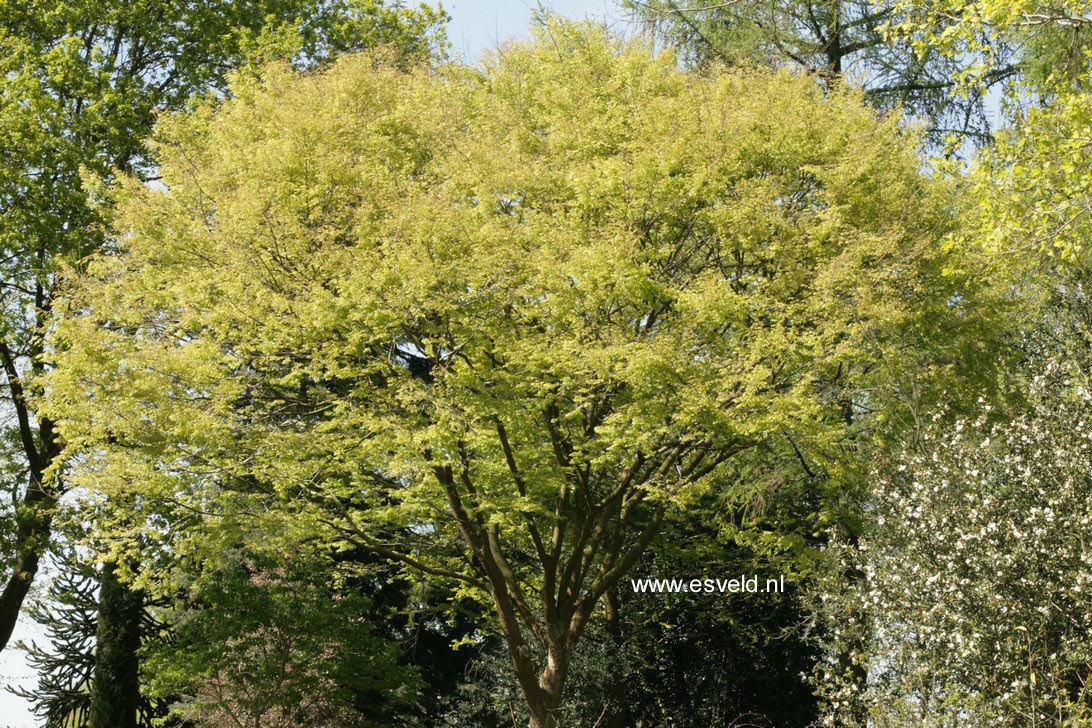 Zelkova serrata