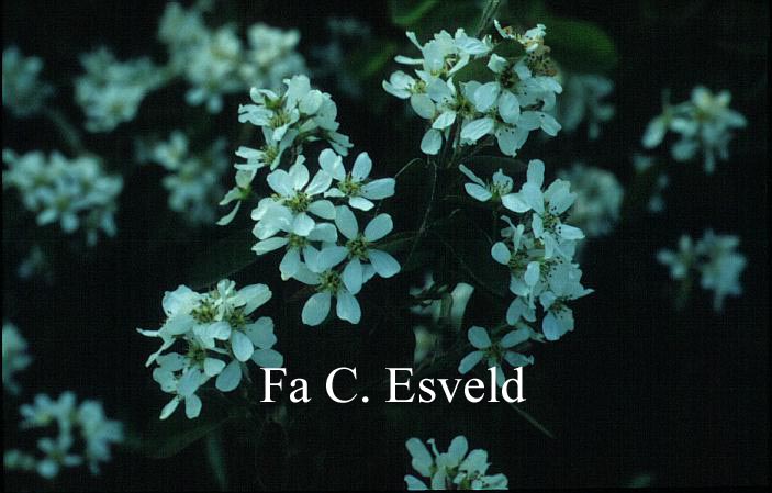 Amelanchier bartramiana (10003)