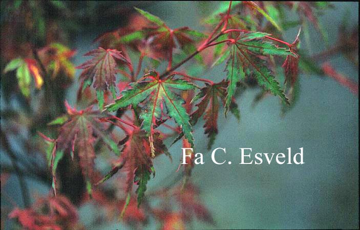 Acer palmatum 'Kara ori'