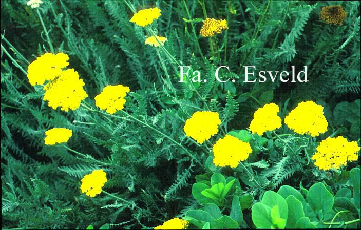 Achillea 'Schwellenburg' (10186)