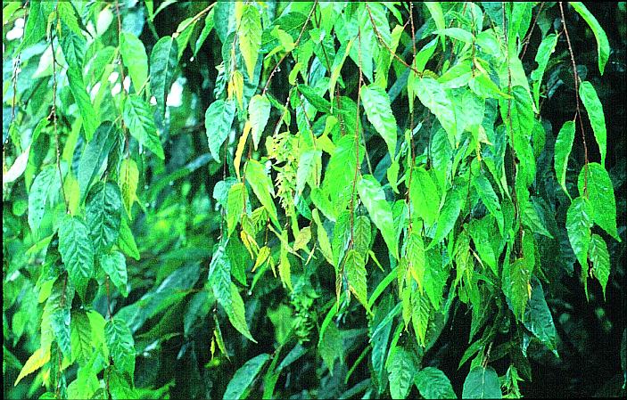 Carpinus fargesiana (10279)