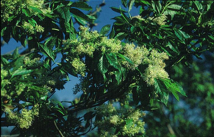 Fraxinus ornus 'Anita'
