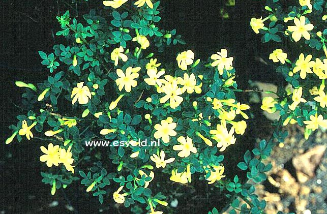 Jasminum parkeri (10534)