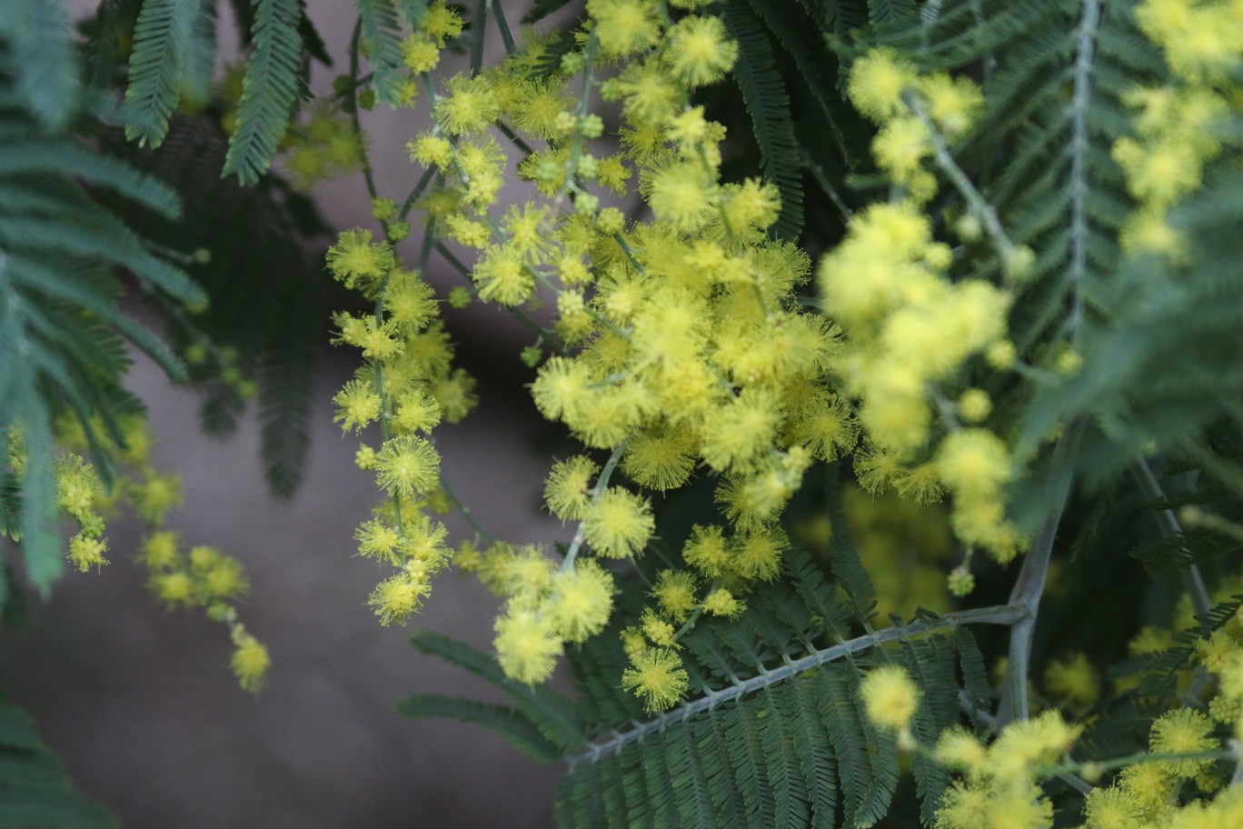 Acacia dealbata